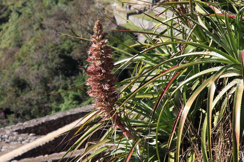 595-Machupicchu,11 luglio 2013.JPG